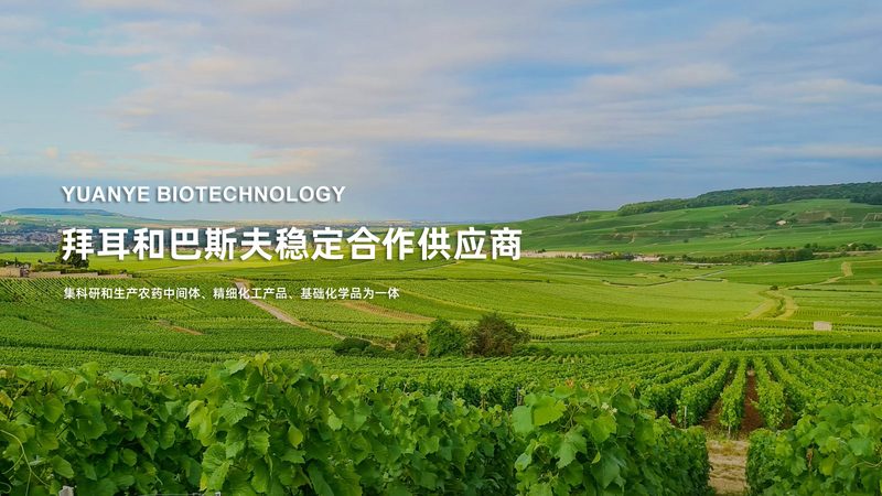 进口细胞培养基：价格之外，你还需要了解这些**