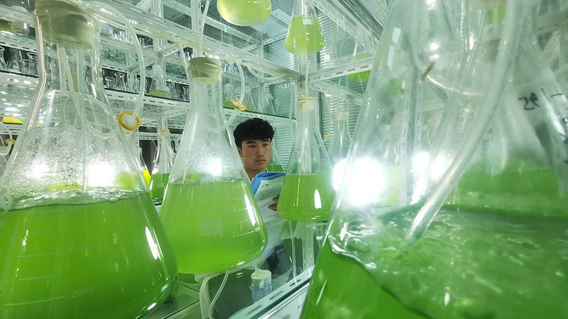 上海CDMO服务流程：揭秘医药研发的幕后力量